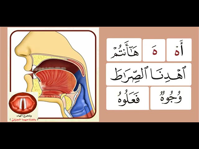 Quran pronunciation diagrams showing tongue positions for Arabic letters.